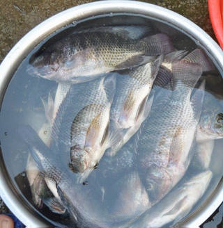 Salted fish