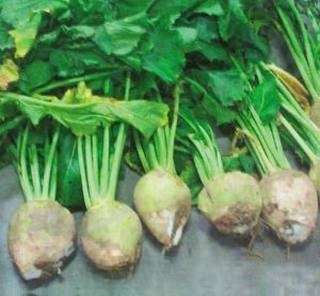 Delicious Mustard Greens Shreds