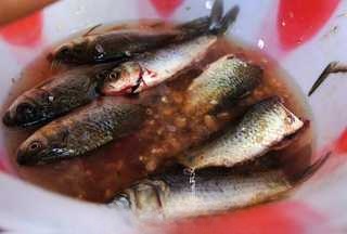 Crucian carp soup first release