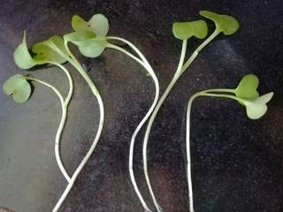 Radish seedling