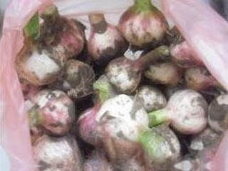 DIY Pickled Sweet Garlic