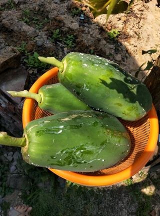 Papaya Shredded Pickles First Release