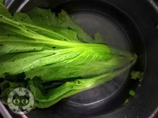 Homemade Sauerkraut First Release