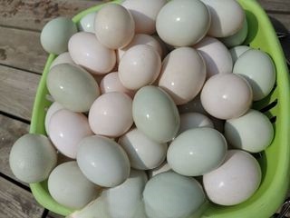 Salted Duck Eggs