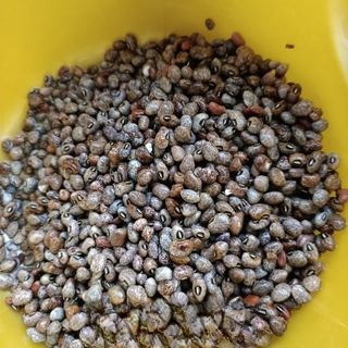 Exclusive Traditional Doubao from Jiaodong