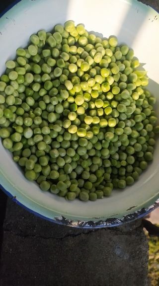 Pea Glutinous Rice