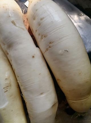 Exclusive Dried Radish
