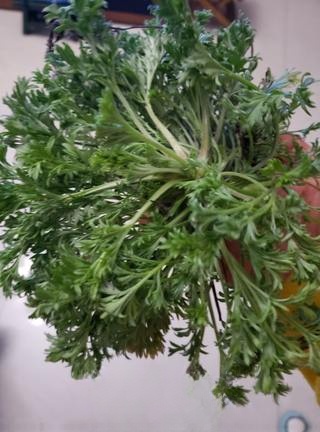 Artemisia Egg Pancake