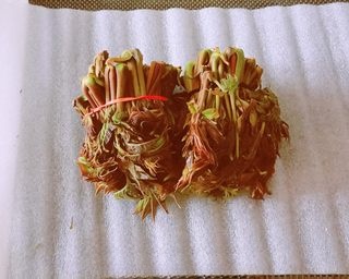 Stir-fried toon sprouts