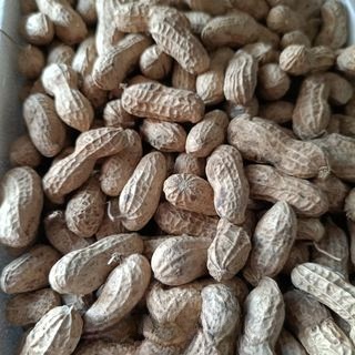 Exclusive Roasted Peanuts in Shell