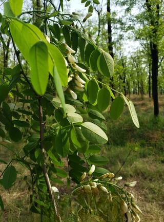 Sophora Flower and Egg Pancake