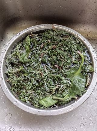 Steamed Artemisia Exclusively