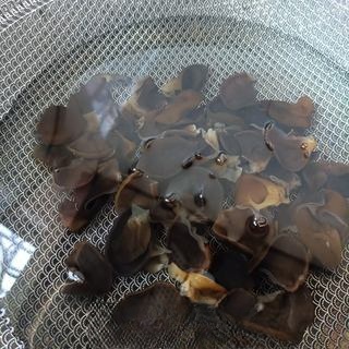 Exclusive Wood Ear, Goji Sprout, and Egg Salad