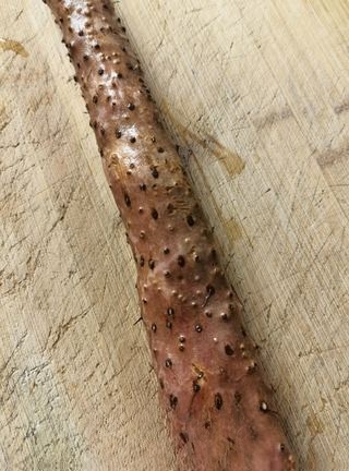 Osmanthus Honey Iron Stick Yam