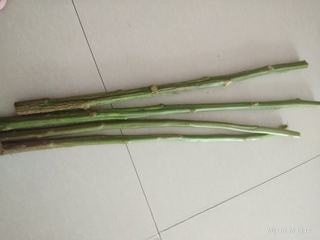 Moldy amaranth stems