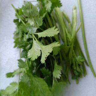 Chicken Breast Mixed with Cilantro Exclusive