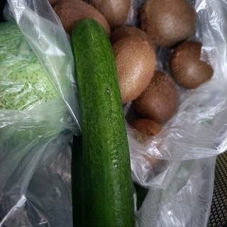 Dutch cucumber mixed with black-bone chicken exclusive