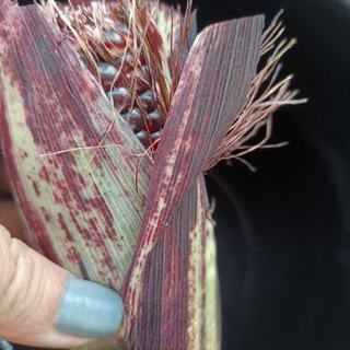 Exclusive Boiled Red Corn