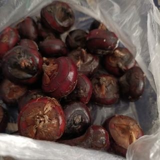 Osmanthus Honey Water Chestnut Exclusive