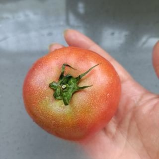 Lotus Tomato Exclusive