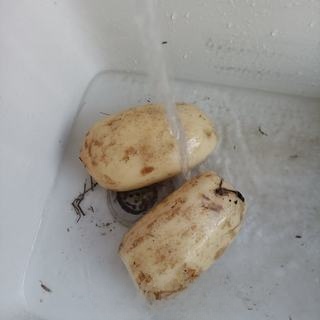 Exclusive Ginger Minced and Aged Vinegar Lotus Root