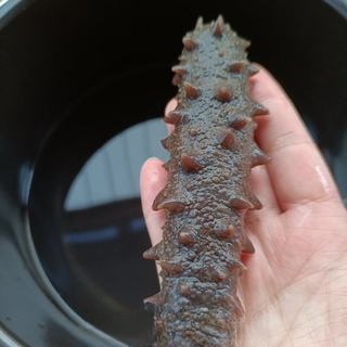 Exclusive Sea Cucumber with Cucumber