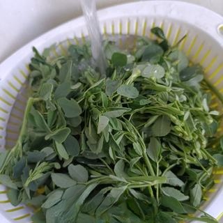 Lamb Mixed with Alfalfa Exclusive