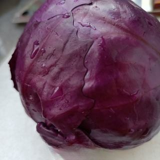 Lettuce and purple cabbage mixed with pigeon meat exclusive