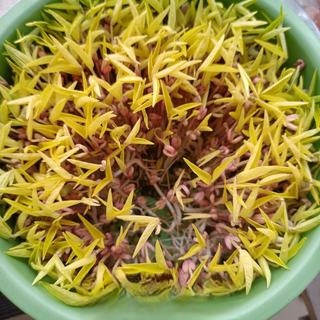 Luncheon Meat Mixed with Mung Bean Sprouts Exclusive