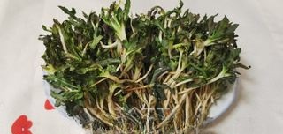 Cold Tossed Bitter Greens