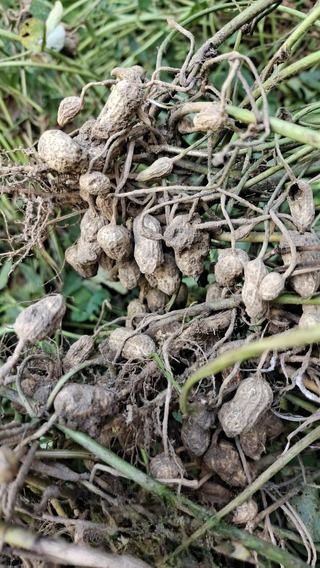 Boiled peanuts