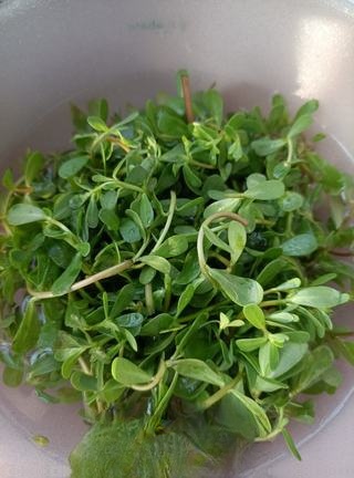 Oyster Meat with Purslane Exclusive