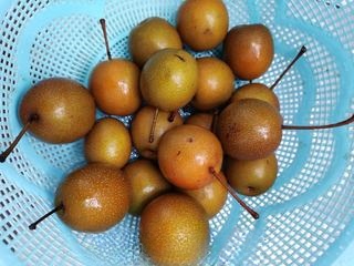 Cooked Chinese pear
