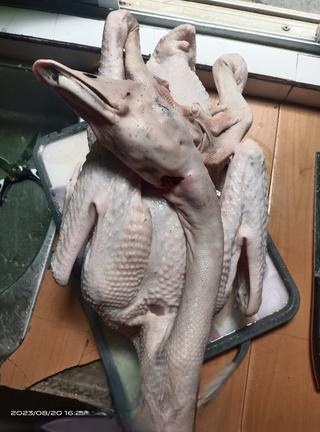 Exclusive to Luke Goose