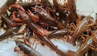Crayfish