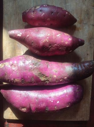 dried sweet potato