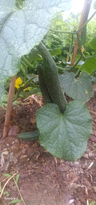 Homestyle Boiled Cucumber