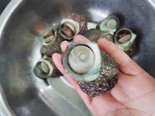 Blanched Top Shell