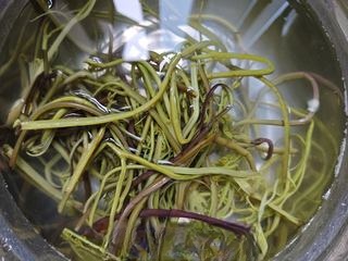 Fiddlehead Ferns Stir-Fried with Cured Pork